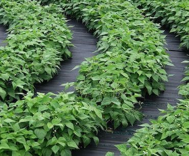 crop circle farms use 90% less water, 80% less fertilizer, 50% less labor and 25% les land to grow food