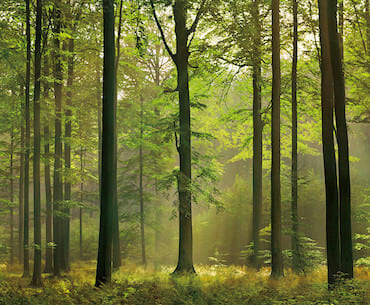 grow trees on your land or ours and grow and protect your money