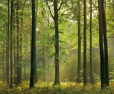 grow trees on your land or ours and grow and protect your money